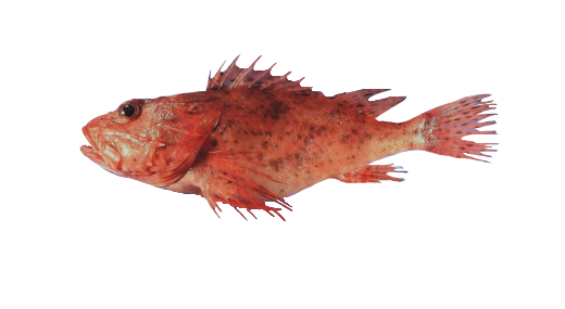 Rascacio