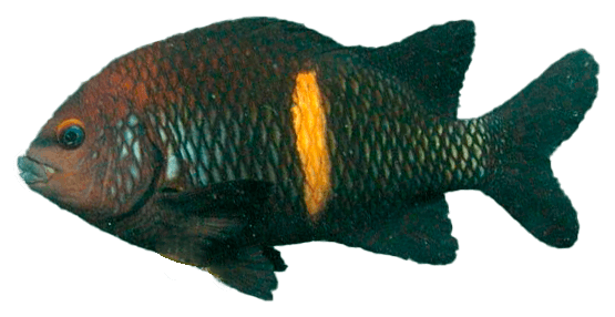 Castañeta