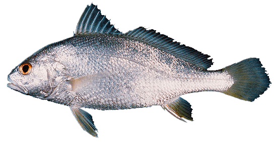 Corvina Soldado