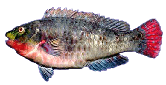 Pococho Beriquete