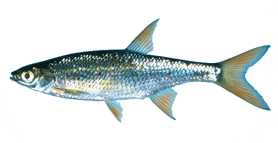 Carpita Dorada