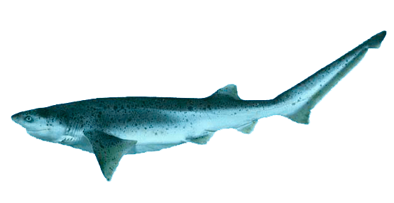 Tiburón Gatopardo