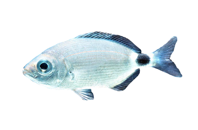 Oblada