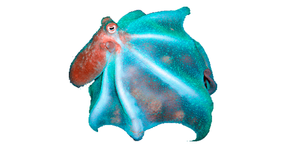 Pulpo de Arrecife