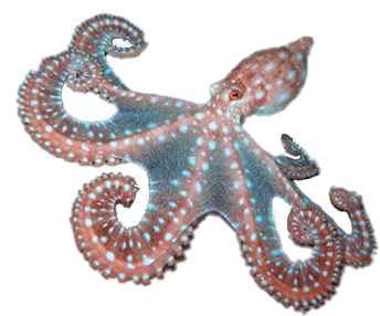 Pulpo Patudo