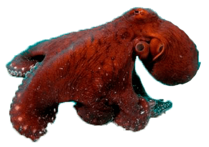 Pulpo Rojo