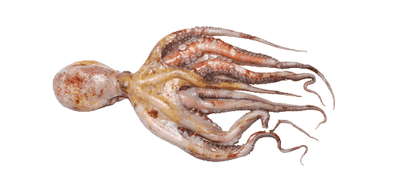 Pulpo Común