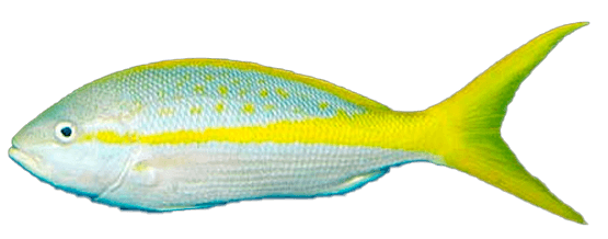 Rabirrubia