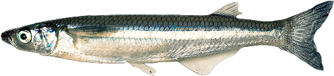 Pejerrey Patagónico, Patagonian Silverside