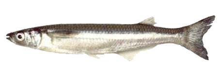 Pejerrey