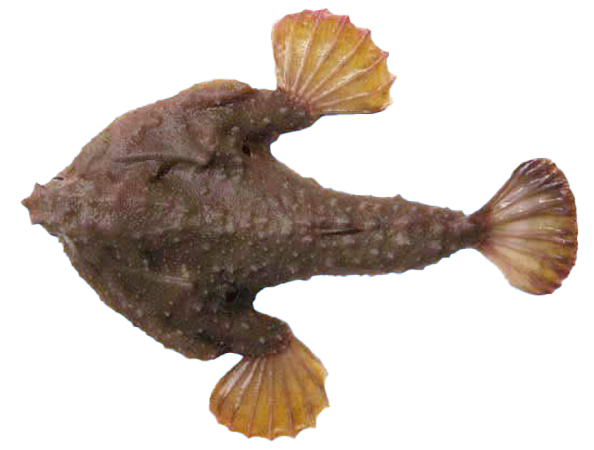 Pez Murciélago Común