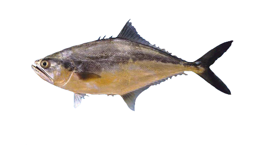 Piña bocona