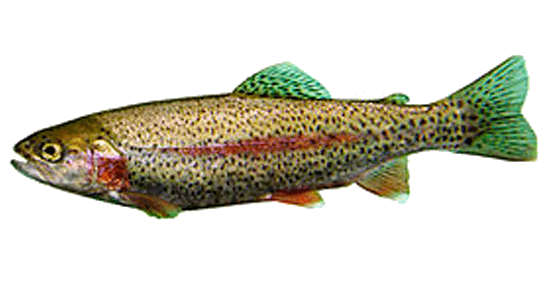 Trucha Híbrida Cutthroat, Cutbow