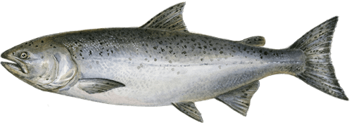 Salmón rosado