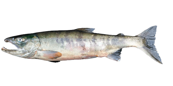 Salmón Chum