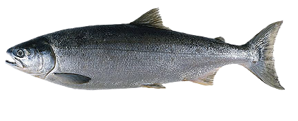 Salmón Coho