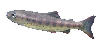 Salmón japones