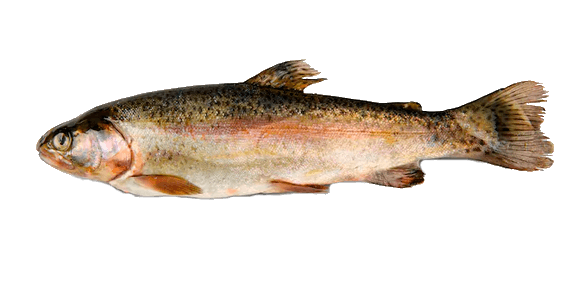 Trucha Arcoiris