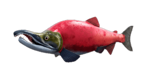 Salmón rojo