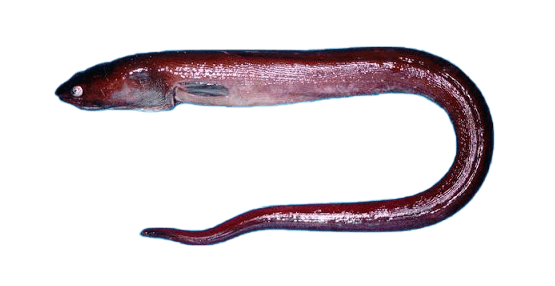 Anguila del Pacífico
