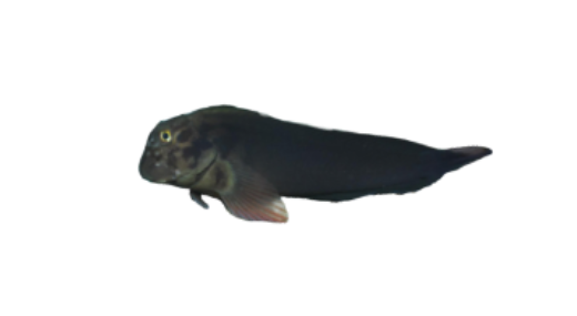 Barriguda Mora