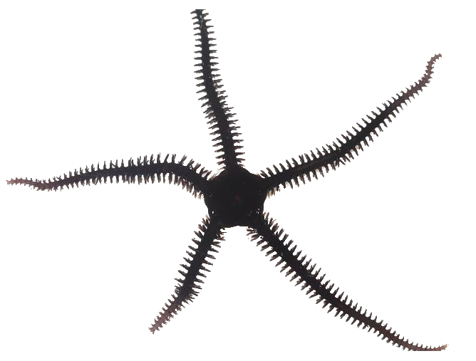 Ofiura Negra