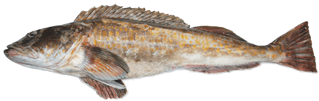 Bacalao de Búfalo