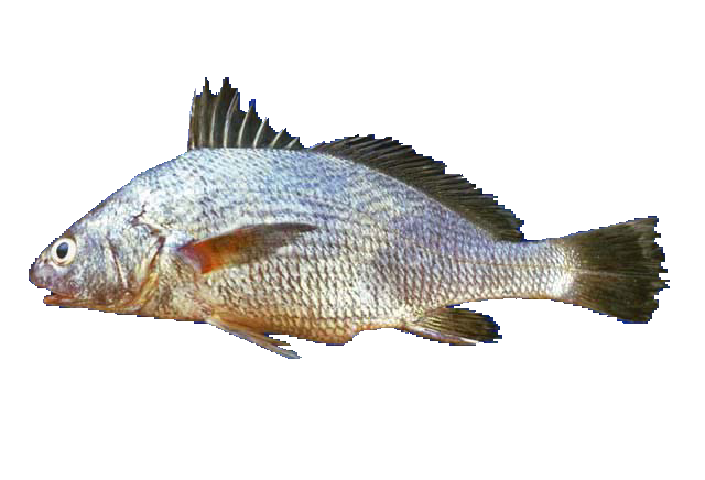 Corvineta bizca