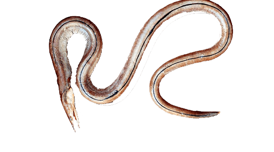 Bicha
