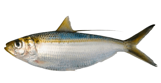 Sardina Crinuda Azul