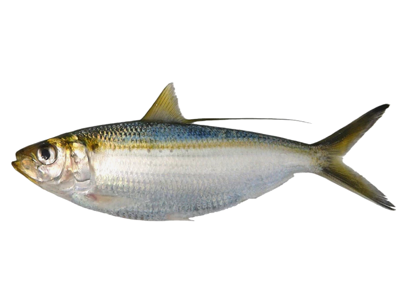 Sardina crinuda