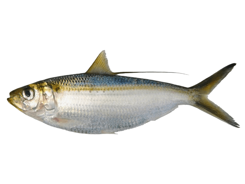 Sardina Crinuda Machete