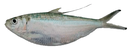 Sardina Vivita de Hebra