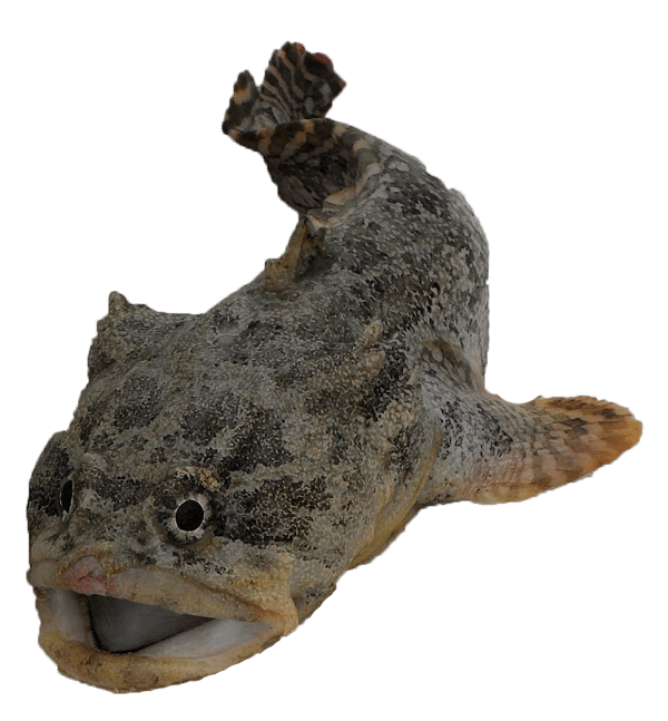 Pez Sapo del Golfo