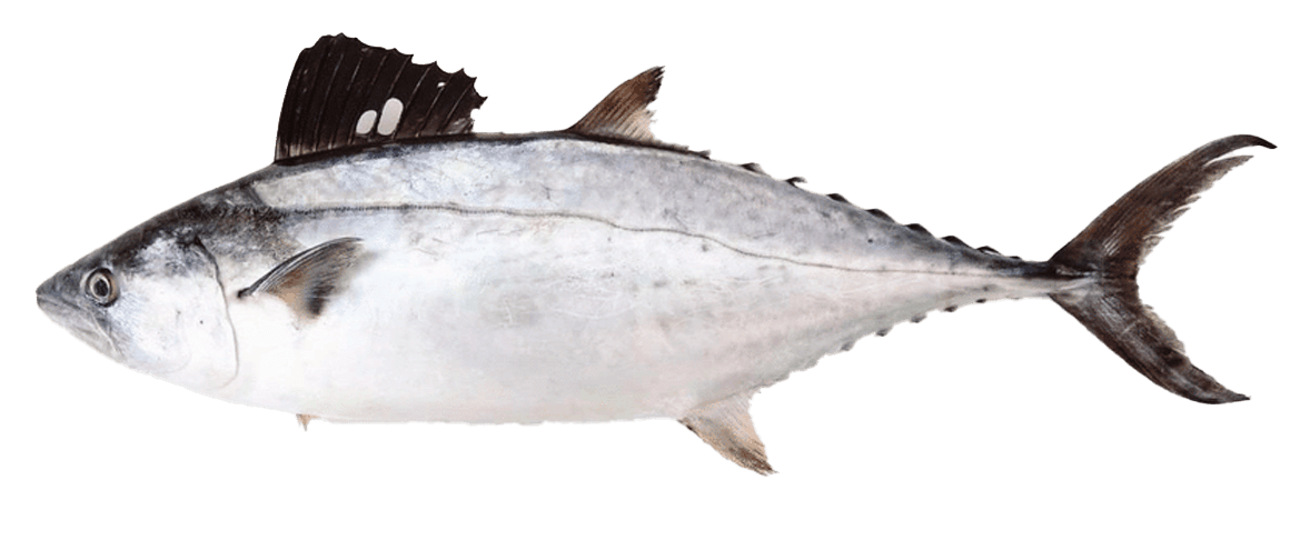 Bonito Liso, Plain Bonito
