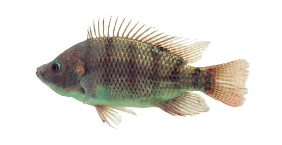 Tilapia Azul