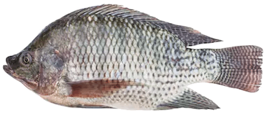 Tilapia