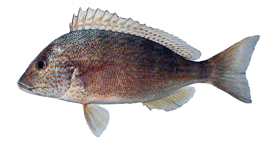 Corocoro armado