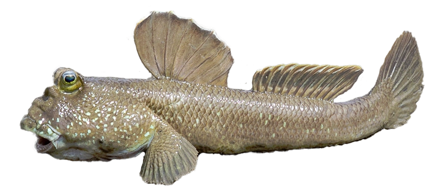 Pez del Fango, Mudskipper