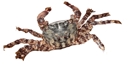 Maragata