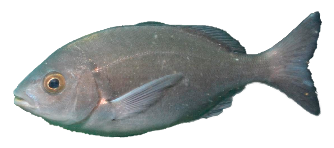 Hottentot