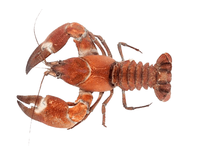 Cangrejo Señal