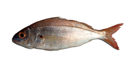 Aligote