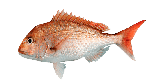Pargo Australiano