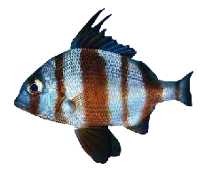 Urta