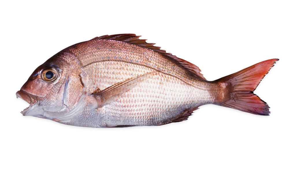 Dorada del Japón, Pagrus Major
