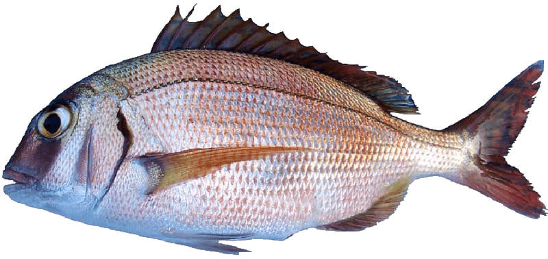Pargo