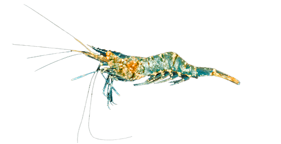 Camarón Fantasma, Ghost Shrimp