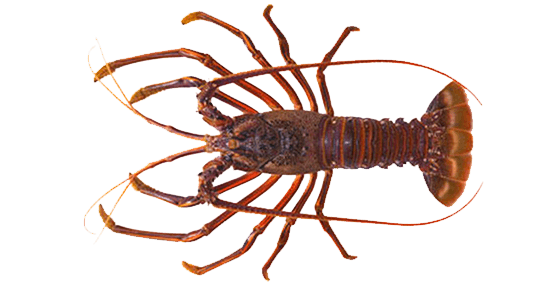 Langosta Roja del Pacífico