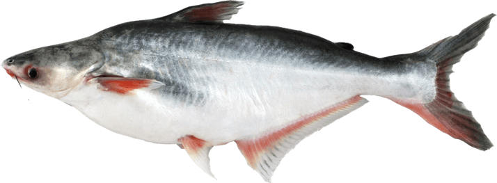 Basa